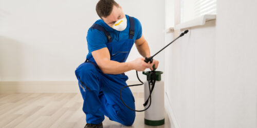 Pest Control &#8211; Types, Cost, And Top Services