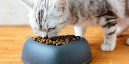 4 healthy cat food brands to buy from