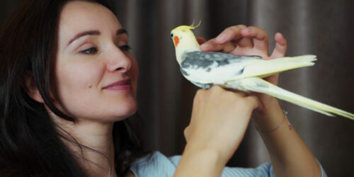 8 birds that make for fabulous pets