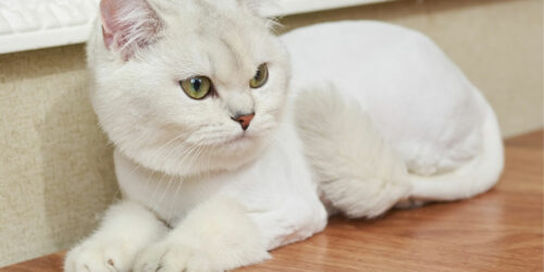 9 interesting facts to know about cats