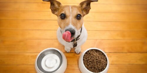 3 Best Dog Food Brands For Growing Puppies