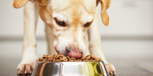 3 Best Dog Food Brands For Pregnant Dogs