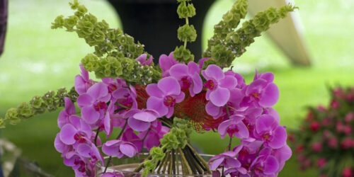 3 things to avoid while tending to orchidsÂ