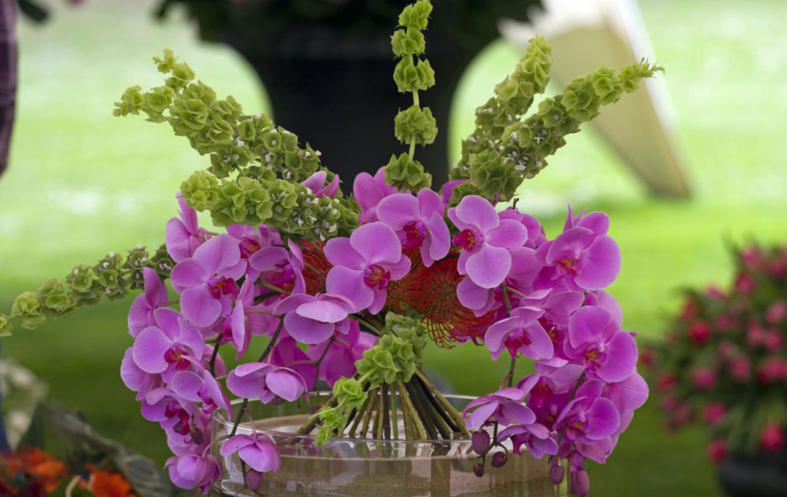 3 things to avoid while tending to orchidsÂ