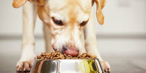 An overview of Hypoallergic dog foods and where to get them on sale