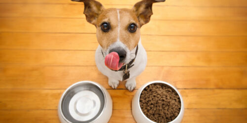 Best Dog Foods for Sensitive Skin