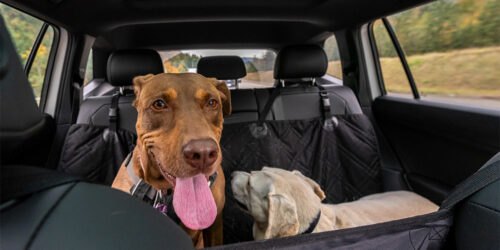 Car barriers that are best suited for dogs