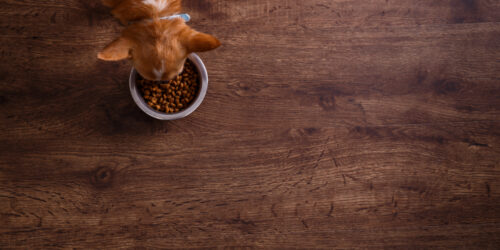 Choosing the Best Dog Food for Allergies