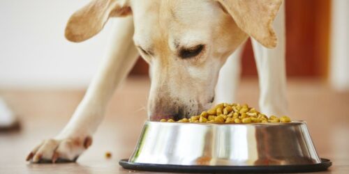 Dog Foods to Avoid and Eat If Your Pet Has a Sensitive Stomach