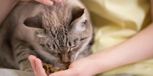 Dry Foods For Cats To Improve Their Health