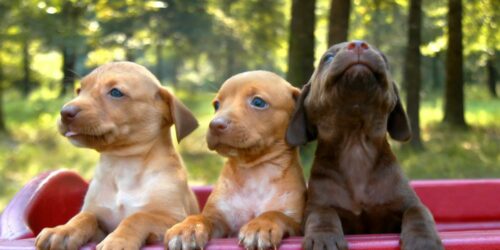 Find the pup of your dreams at small dogs sale