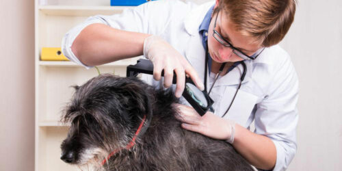 Four diseases dogs may spread to their owners