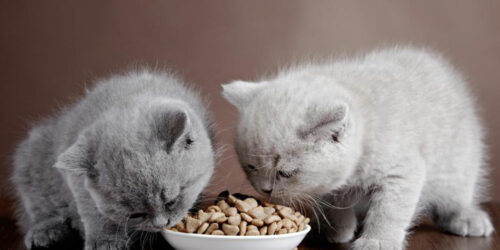 Guide to choose the best dry food for your indoor cat