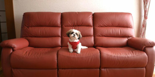 How to choose pet-friendly furniture for your home