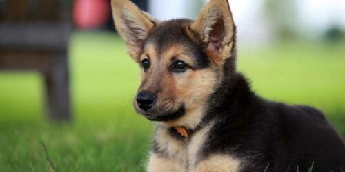 How Ready Are You for Your German Shepherd Pups