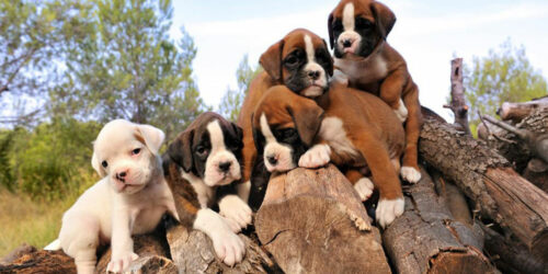 How is pricing done in the case of boxer puppies sale?