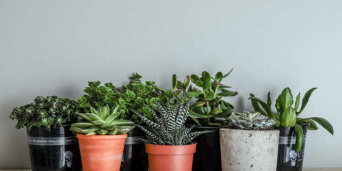 Low maintenance indoor plants