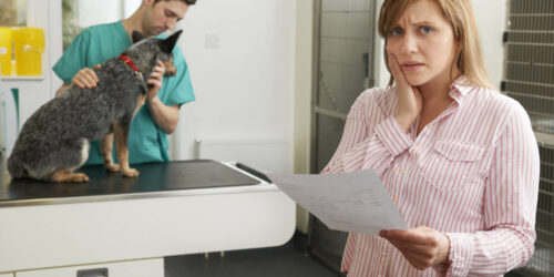 Pet Insurance Cover For Euthanasia