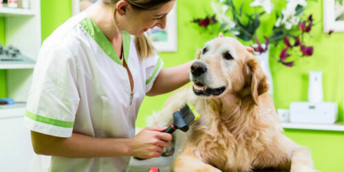 PetSmart grooming coupons for all dog grooming needs