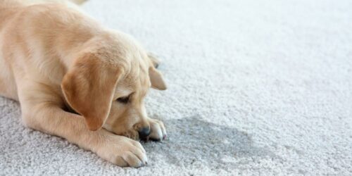 Pet Stain Removal Techniques You Can Try at Home