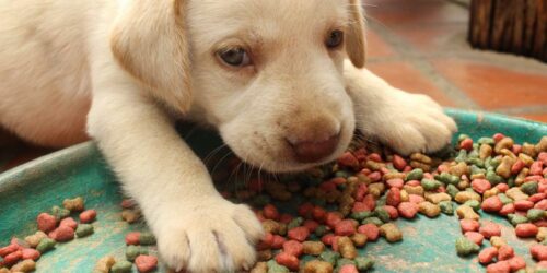 Popular websites to buy puppy food