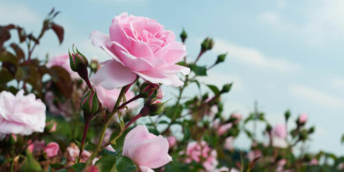 Right way to prune your rose bushes