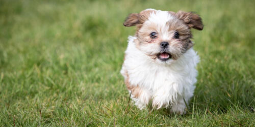 Shih Tzu puppies sale in the US