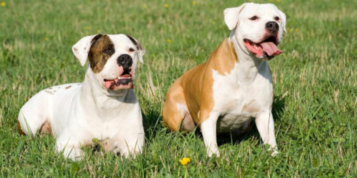 Things to know if you own a english bulldog