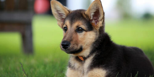 Things you need to know about a German shepherd puppy