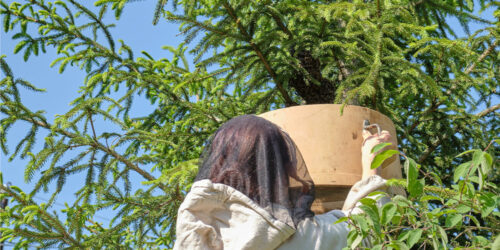 Things to Know about Bee Nest Removal