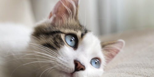 Three cat myths busted