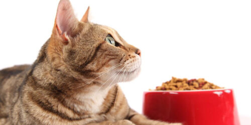 Tips to feed your cat nutritious food using coupons