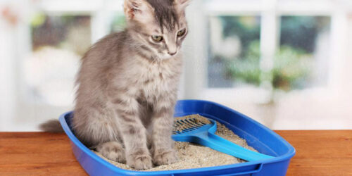 Top 10 best self-cleaning litter boxes for your cat