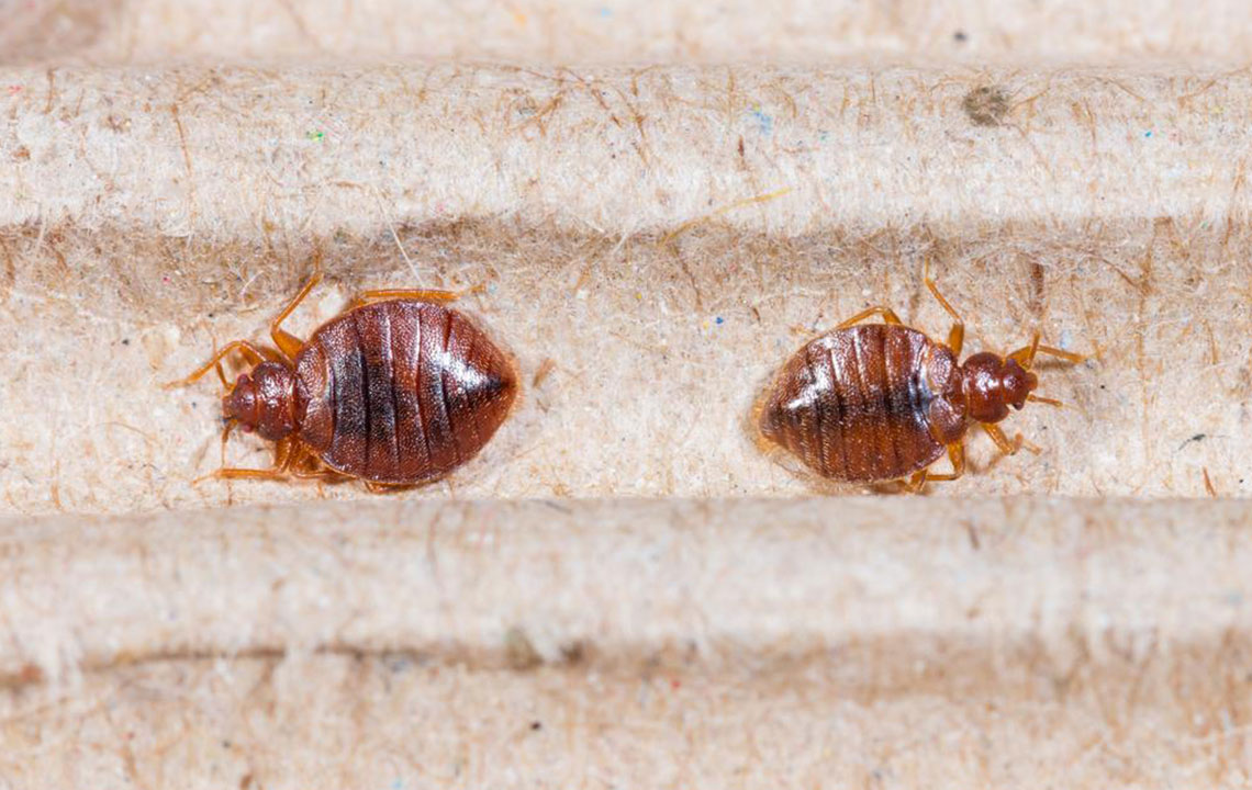 Top 3Â bed bug sprays you can consider