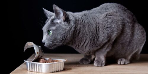 Top Canned Foods for Cats to Choose From