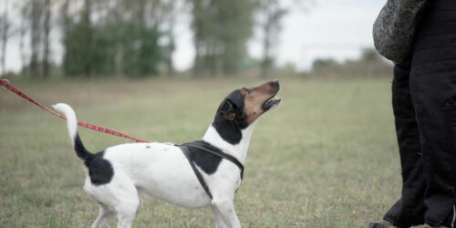 Top eight dog training tips