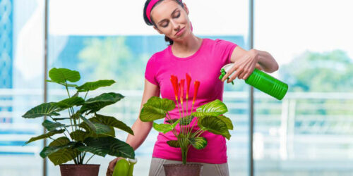 Why you should have houseplants in your home