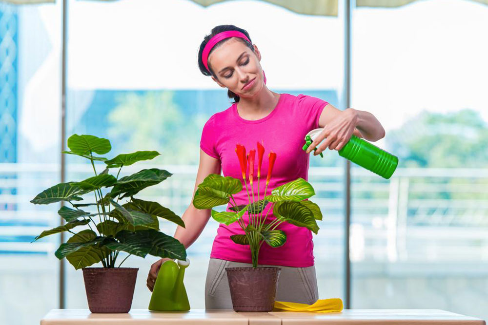 Why you should have houseplants in your home