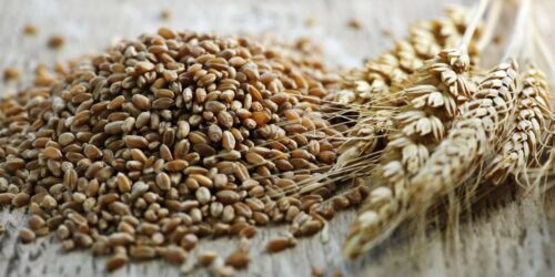 Why You Need to Add Wheat Berries to Your Diet