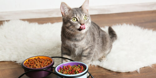 4 Common Questions About Grain-Free Dry Cat Food