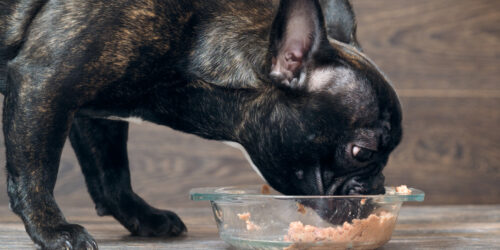 4 Commonly Asked Questions About Premium Dog Food Brands