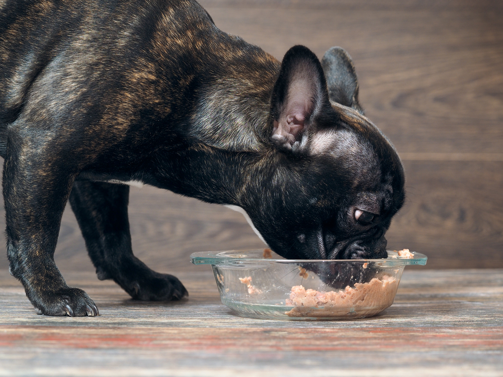 4 Commonly Asked Questions About Premium Dog Food Brands