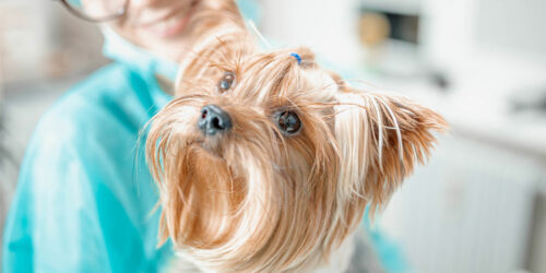 4 ways to improve a dog’s coat health