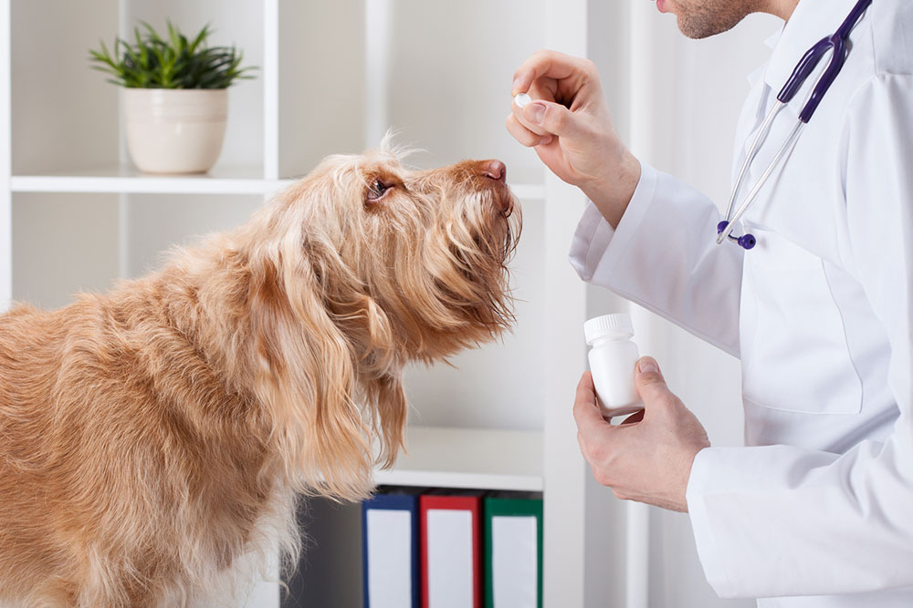 5 Popular Online Pharmacies for Pet Meds