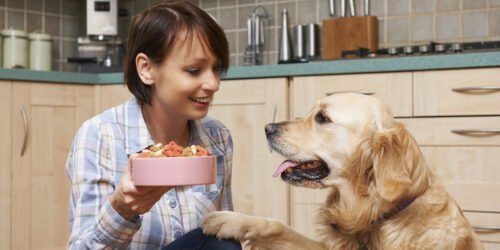 7 healthy dog food brands for your beloved pet