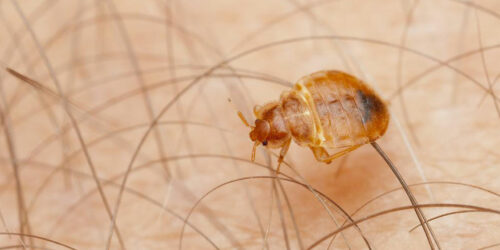 13 Things You Should Know about Bed Bugs Infestation