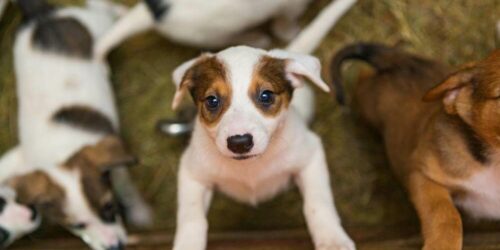 Are You Keen On Adopting A Dog Here&#8217;s How You Can