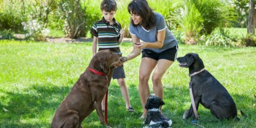 Here&#8217;s Everything You Need To Know About Buying Dog Treats