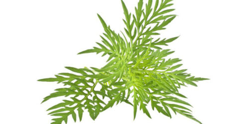 How Ragweed Symptoms Affect Your Body