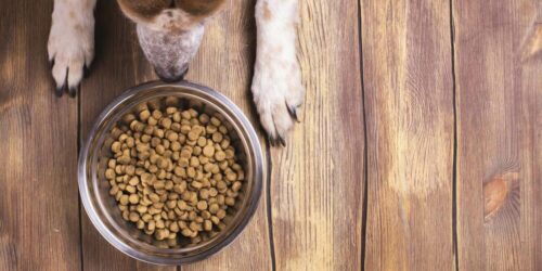 Know About The Right Food For Your Dog&#8217;s Allergies